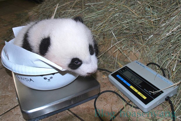 can-dong-vat-panda-weighing-hoasenvang