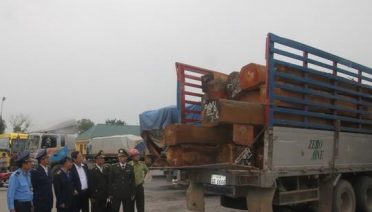 Gỗ Lào rầm rập sang Việt Nam