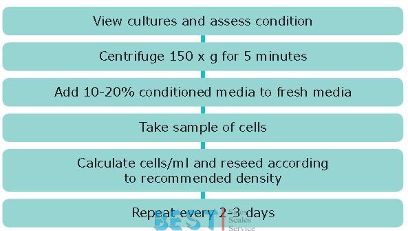 Cell Culture Passaging Protocol